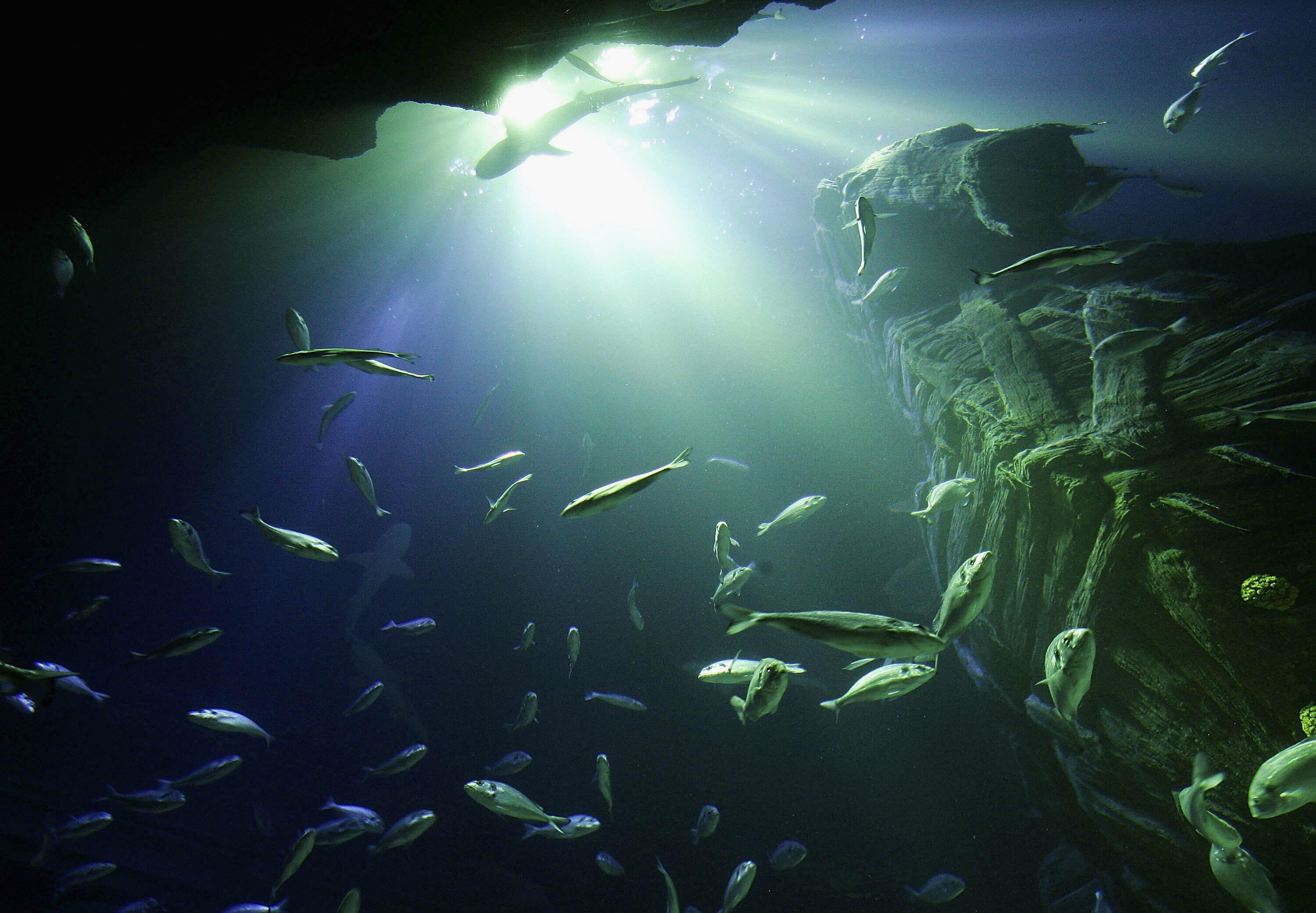 Australian Underwater Discovery Centre