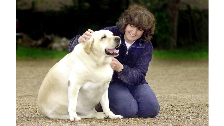 Labrador Dog Forced Onto Diet