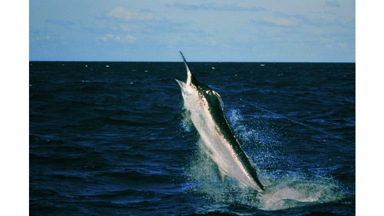 Black Marlin (Makaira indica) caught on fishing line