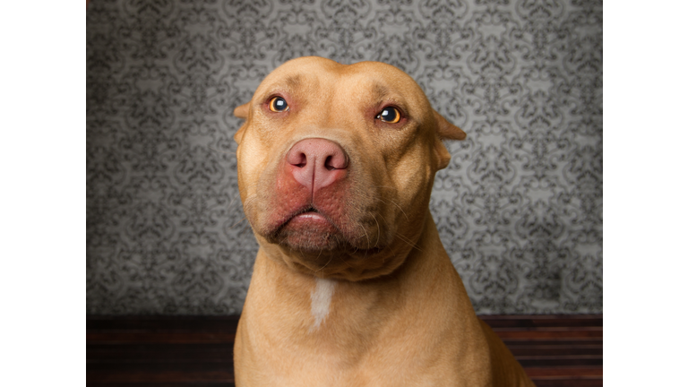 Pitbull dog looking at camera