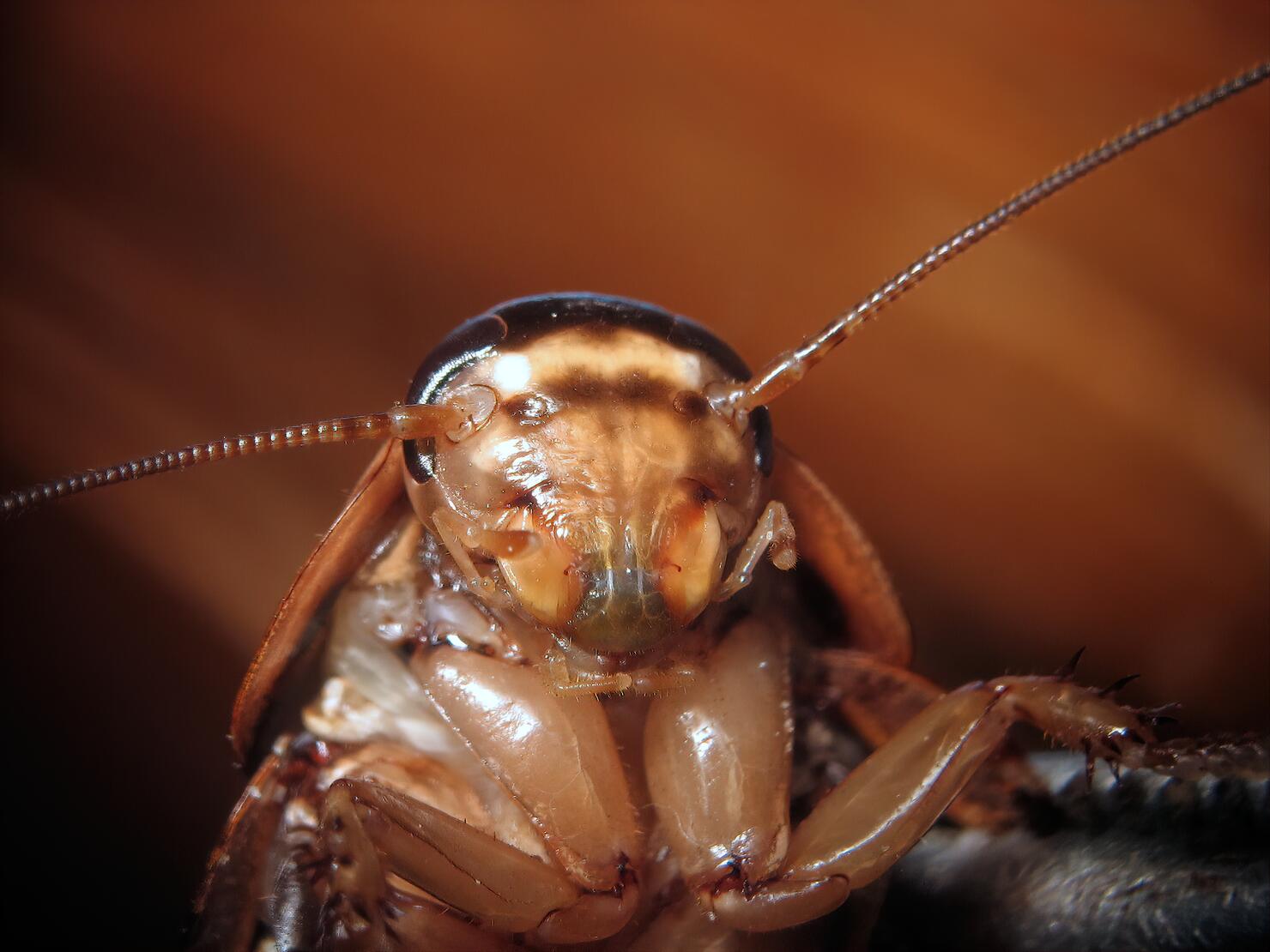 Cockroach head portrait