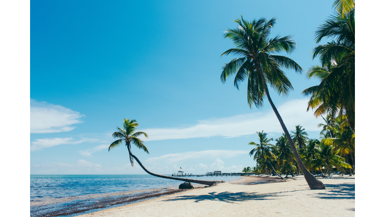 Beach with palm trees, Florida Keys, Florida, USA