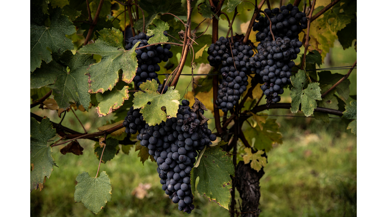 ITALY-AGRICULTURE-VITICULTURE-HARVEST-WINE