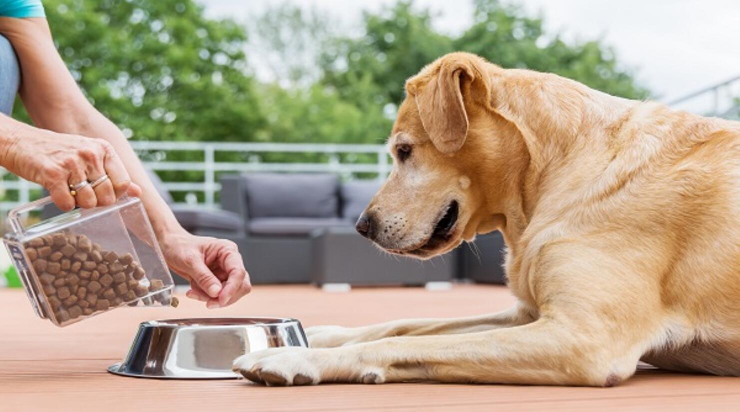 labrador retriever gets dog food