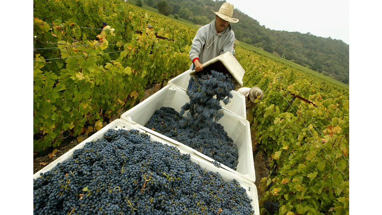 Napa Valley Harvests Its Bounty