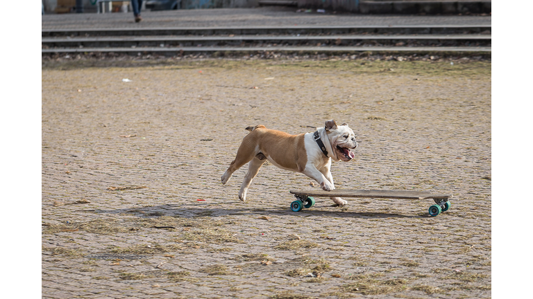 Dog Playing On Town Square