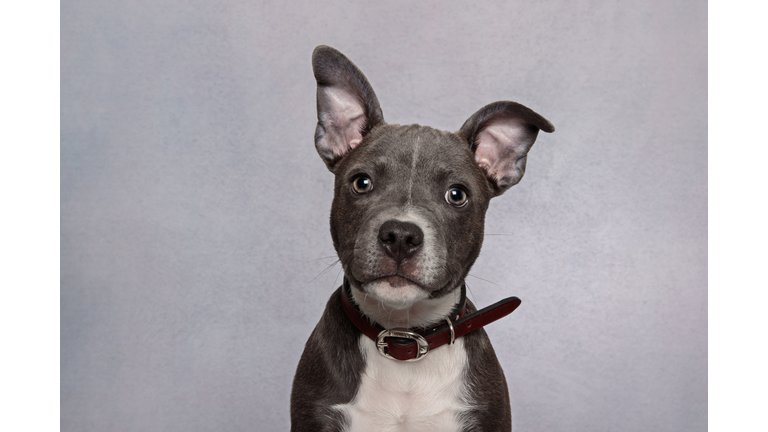 Headshot of a Staffordshire bull terrier puppy looking at the camera wearing a black collar on a gray background