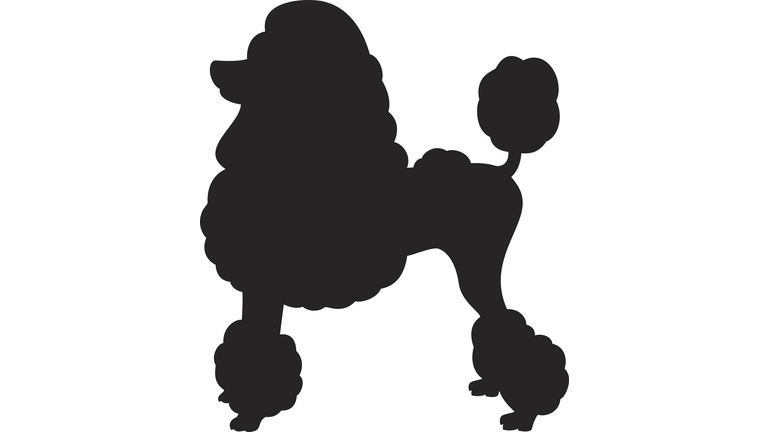 Miniature Poodle Dog Vector Silhouette