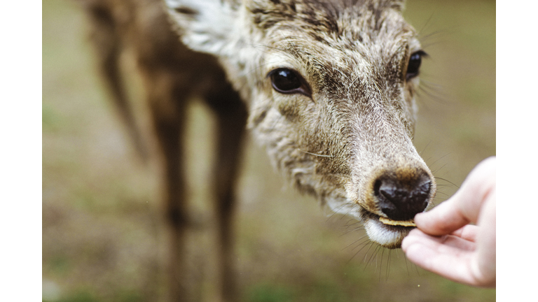 Close-Up Of Hand Feeding Deer