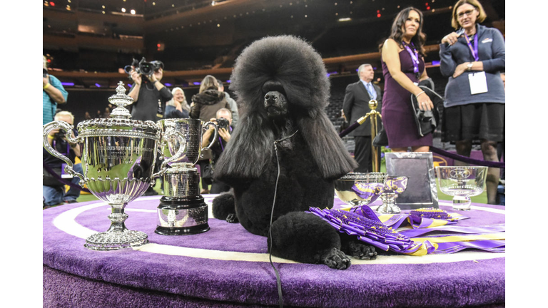 Westminster Kennel Club Hosts Annual Dog Show In New York