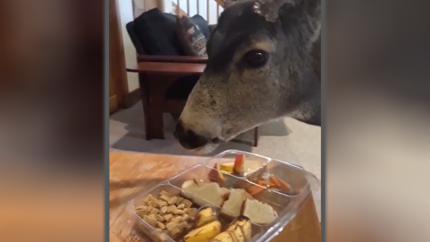 oh deer
