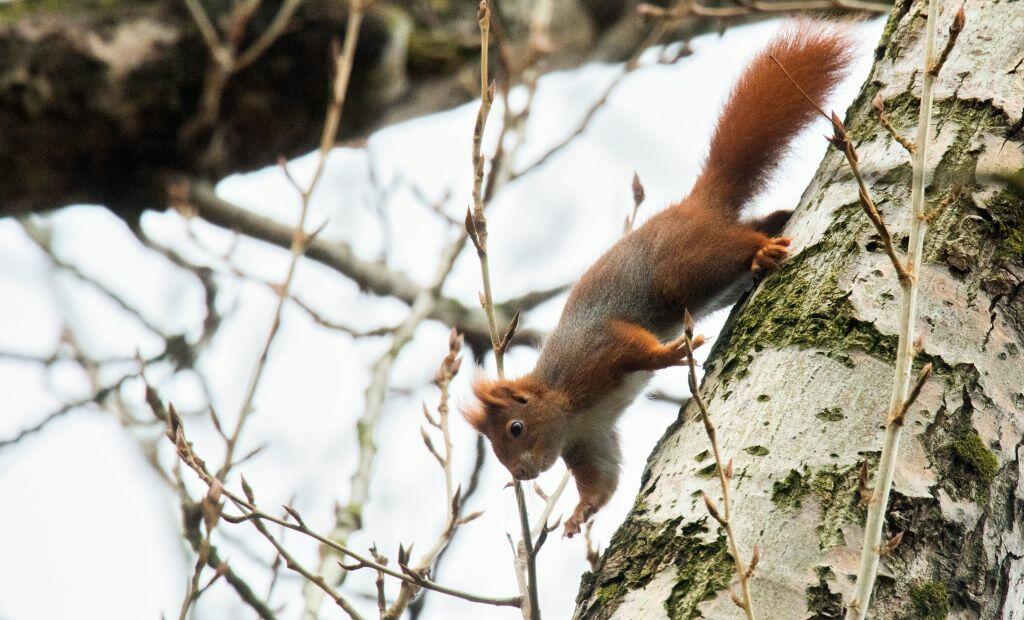 Woman Greases Birder Feeder to Stop Squirrels [VIDEO] - Thumbnail Image