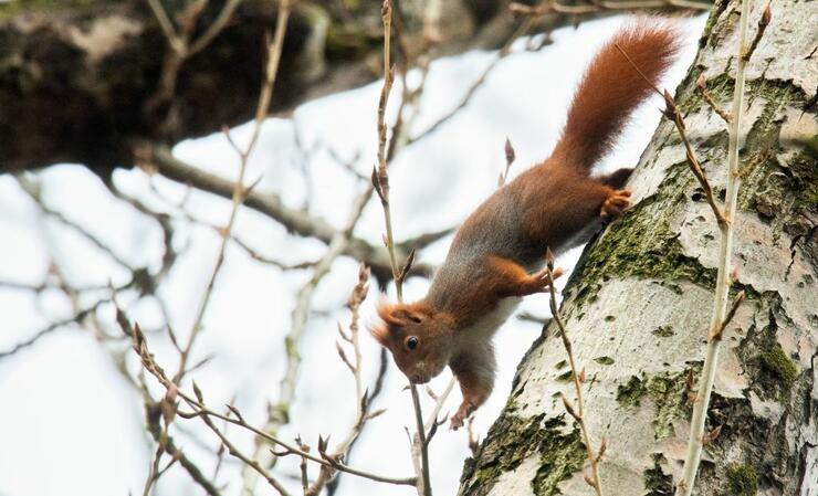 Woman Greases Birder Feeder To Stop Squirrels Video Iheartradio