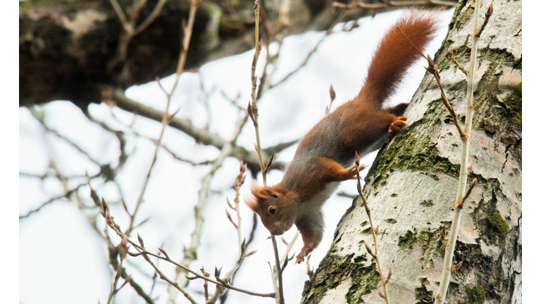 GERMANY-ANIMALS-SQUIRREL