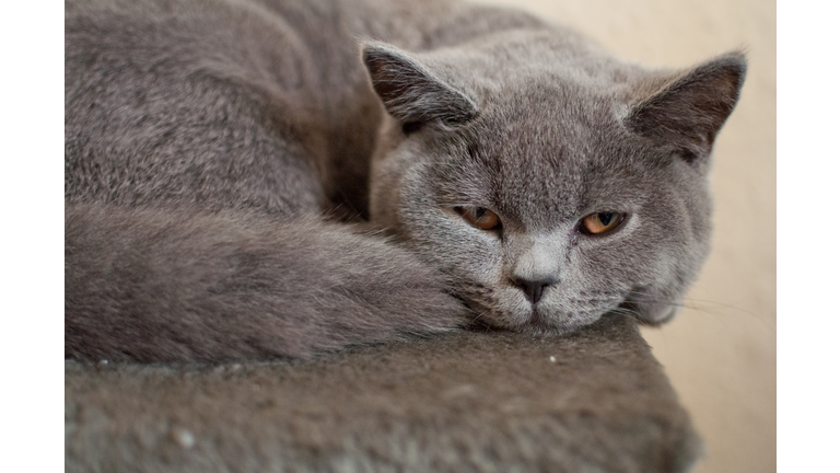 Sleepy cat looking at the camera