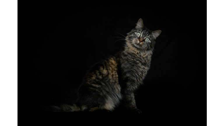 FRANCE-ANIMAL-SHELTER-HOLIDAY