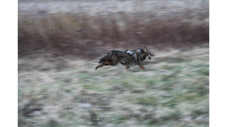 Wild Winter Coyote Running
