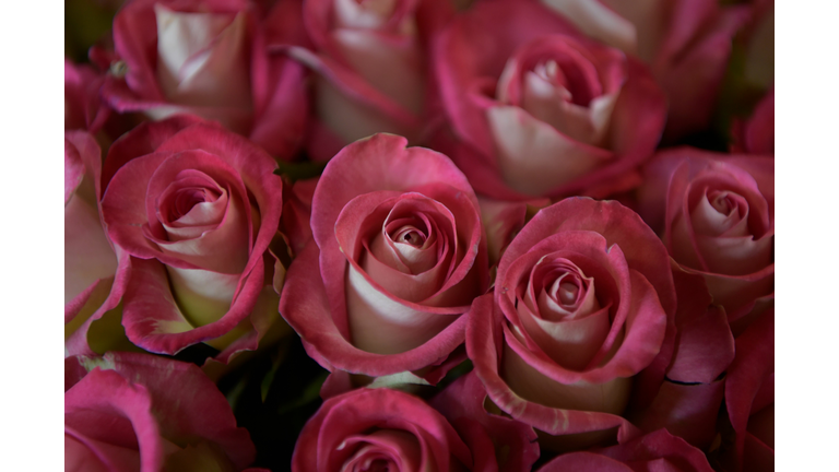 ECUADOR-FLOWERS-ROSES-VALENTINE'S-DAY