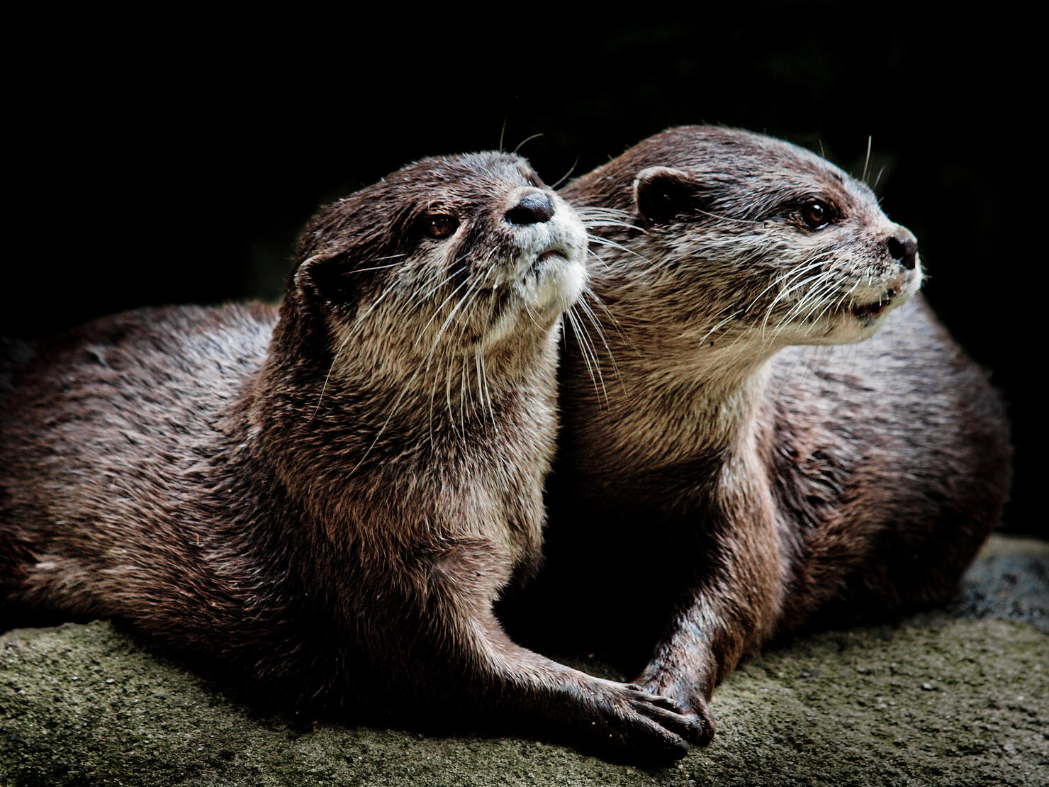 Otters in love