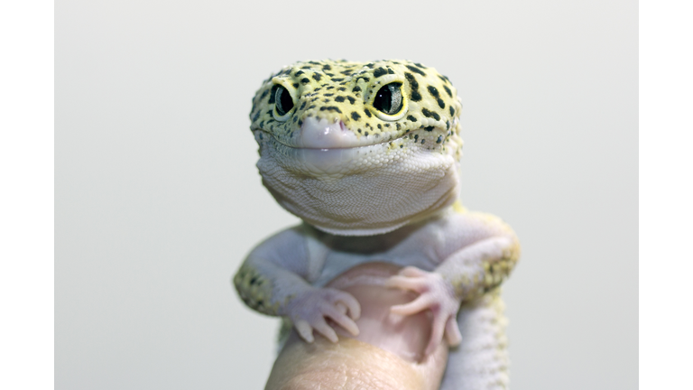 (File Photo of Lizard - Getty Images)
