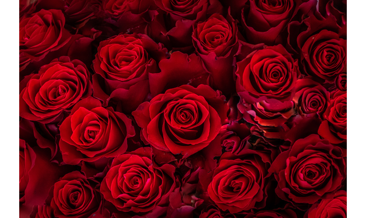 Close-Up of Roses Blooming Outdoor, Germany