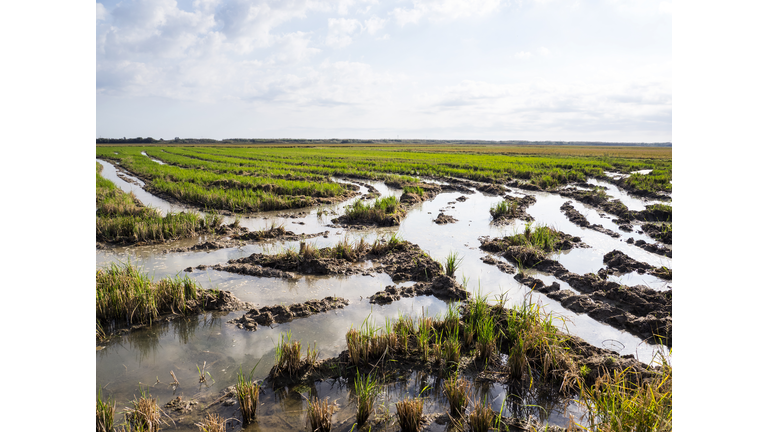 Field of harvested and flooded rice, Delta of the Ebro in Tarragona, Catalonia, Spain.