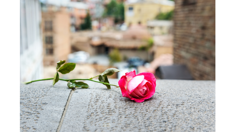 Rose on stone