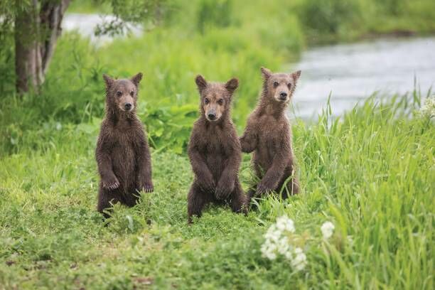 Mama Bear Stops on Side of Road to Feed Impatient Cubs  