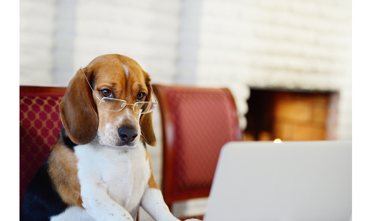 Dog working comfortably from home