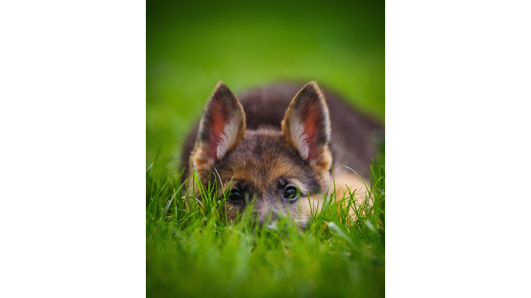 German Shepherd