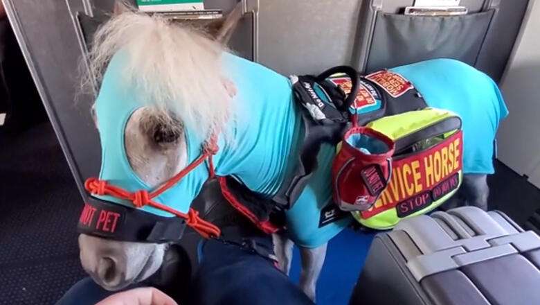 Passenger Flies First-Class With Her Miniature Service Horse - Thumbnail Image