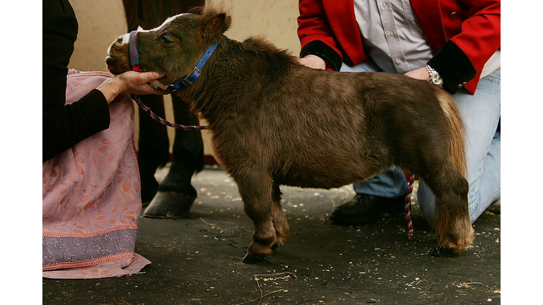 World's Smallest Horse Visits New York City