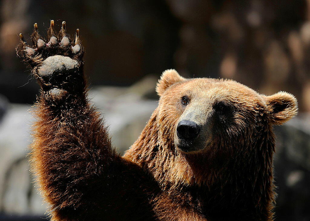 Pot Shop Worker Sprayed Attempted Robbers With Bear Spray [VIDEO] - Thumbnail Image