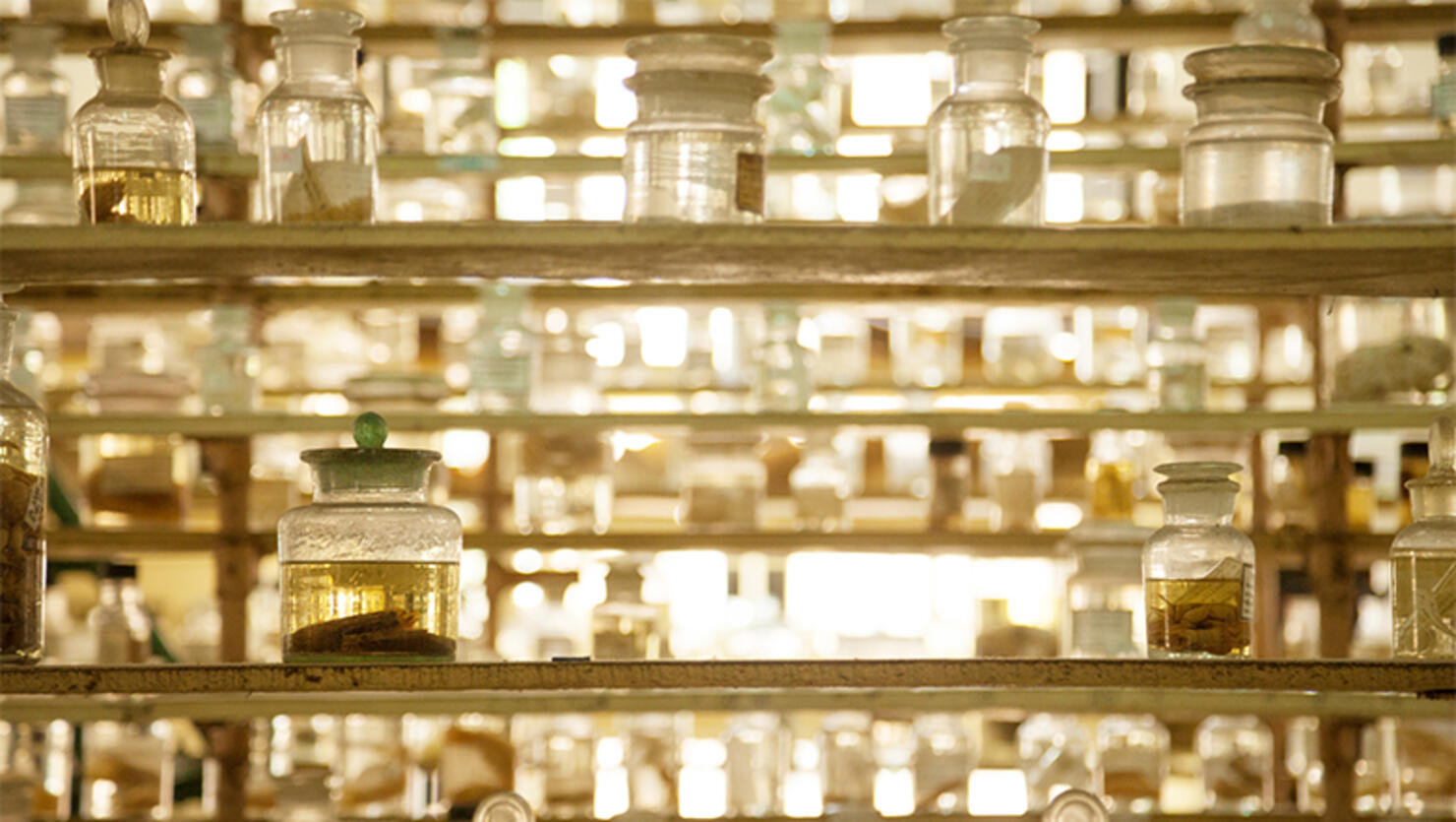 Museum shelves with specimens preserved wet in glass jars of formalin