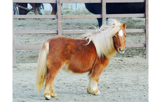 Miniature Horse Standing On Field