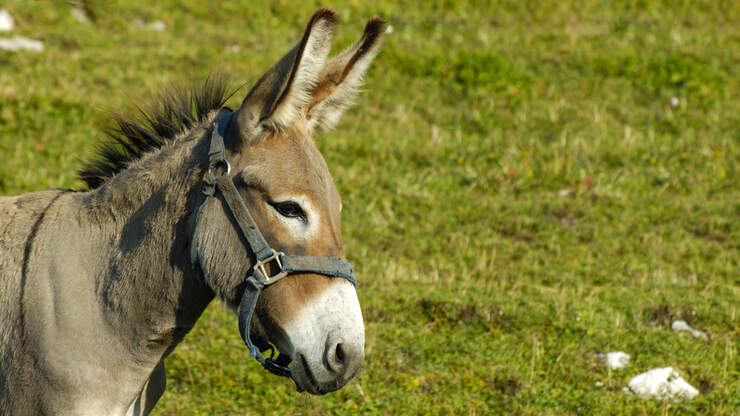 Donkey Is So Excited About His New Ball | Real Radio 94.3