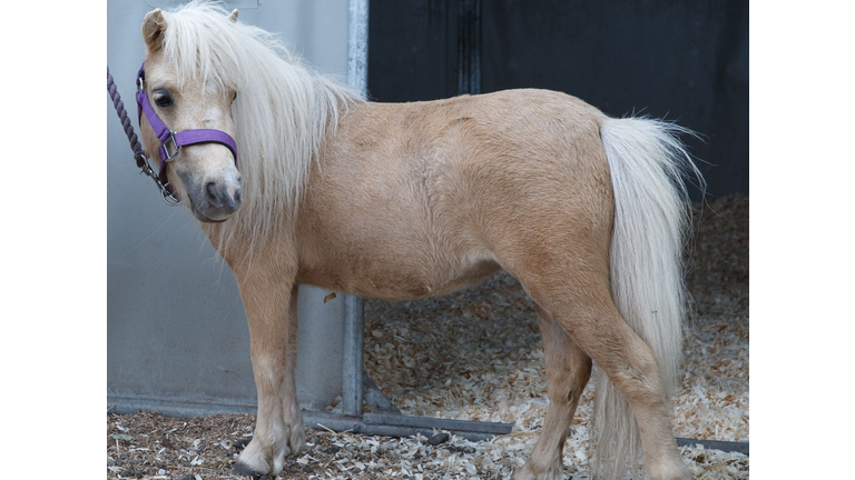 Preview Day At The Royal Highland Show