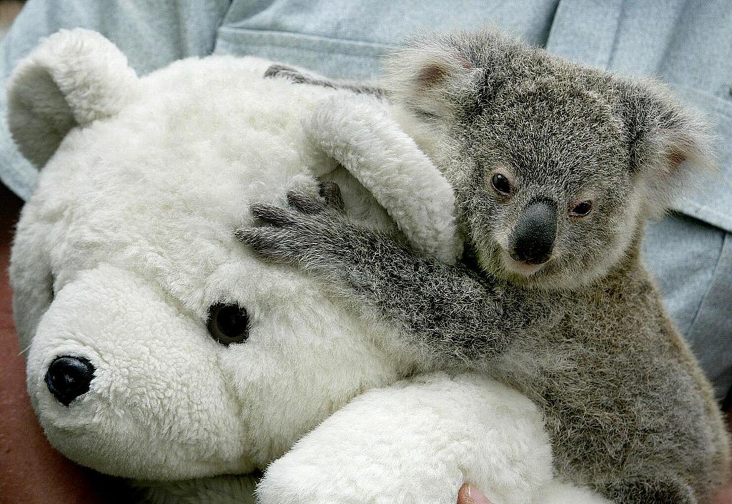 Koala joey 'Georgie', hangs on tight to a toy tedd
