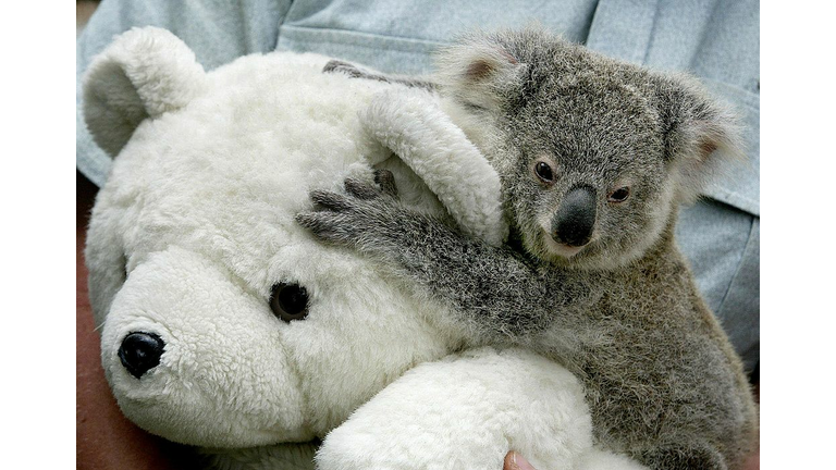 Koala joey 'Georgie', hangs on tight to a toy tedd