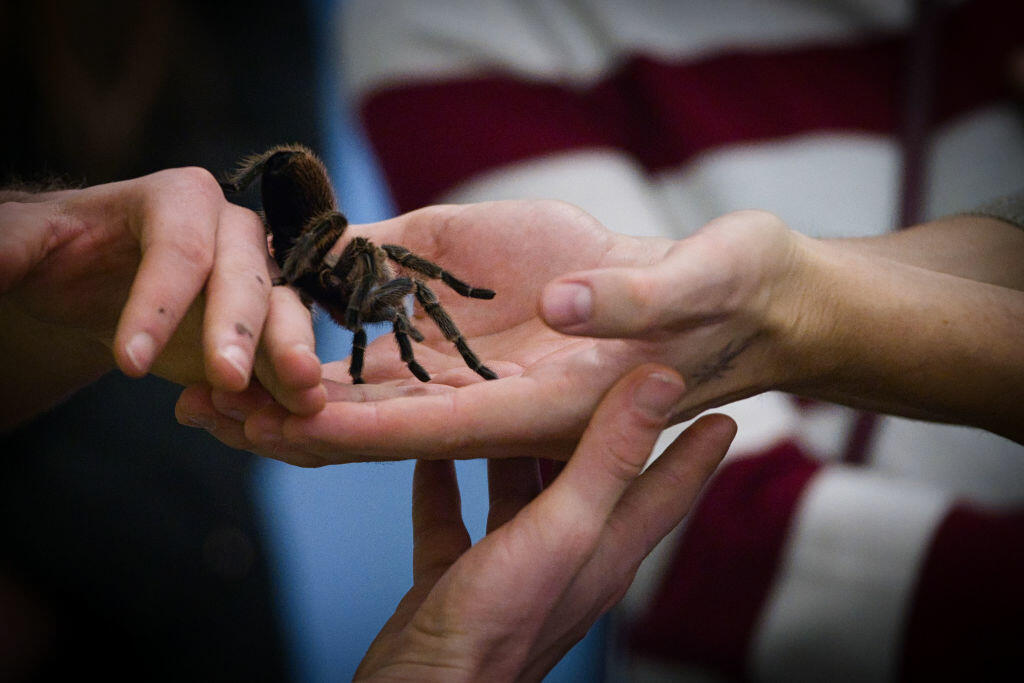Tarantula Sheds Its Skin!! [VIDEO] - Thumbnail Image