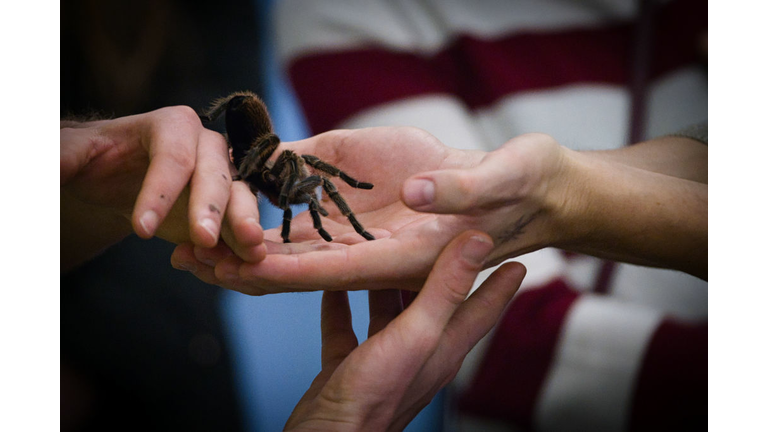 GERMANY-ANIMALS-SPIDER-EXHIBITION