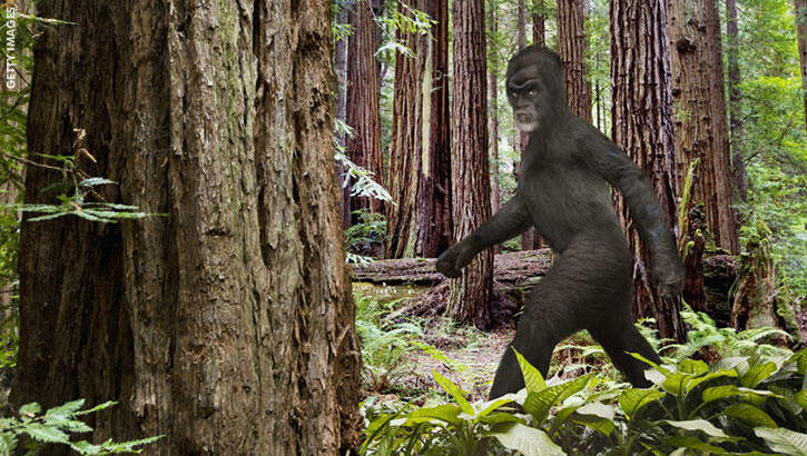 Watch: Camper Films Bigfoot Climbing Tree?