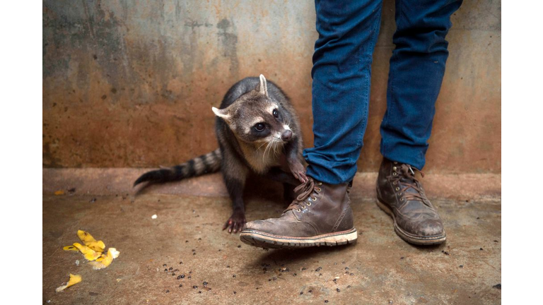 BRAZIL-ANIMAL-RECOVERY