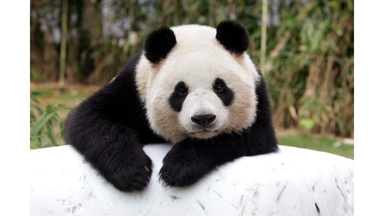Everland Amusement Park Introduce Their New Panda Couple