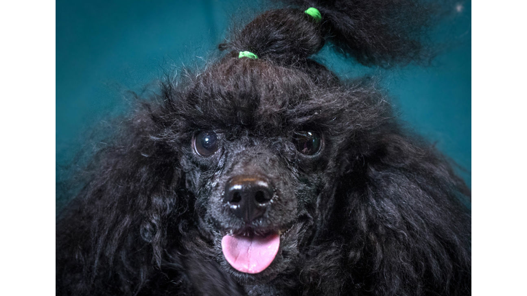 Crufts 2017 - Portraits Of Man's Best Friend