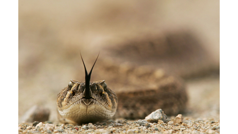 Illegal Immigration Imperils Arizona Wilderness