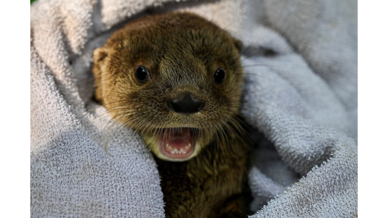 COLOMBIA-ANIMALS-OTTER