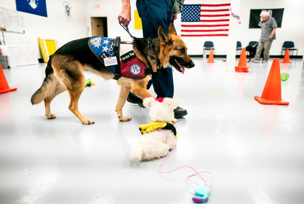 Service Dog fails Every Test, Still a Good Boy! [VIDEO] - Thumbnail Image