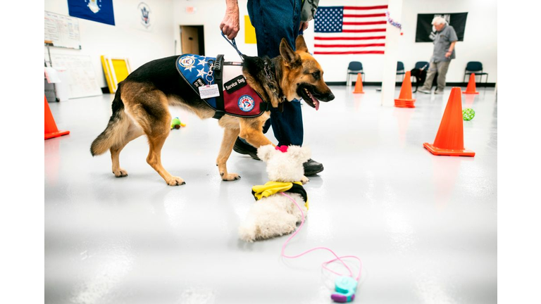 DOUNIAMAG-US-military-conflict-health-animal