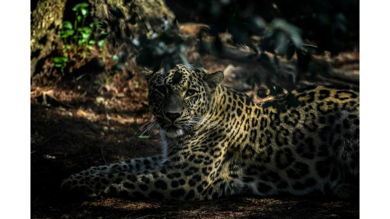 PORTUGAL-RUSSIA-ANIMAL-ENVIRONMENT-CUBS-LEOPARD-NATURE